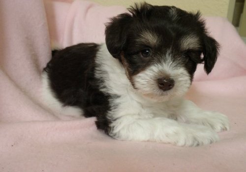 Miniature Schnauzer Puppies For Sale