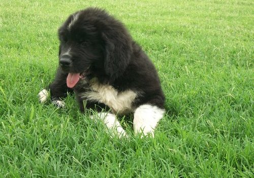 Newfoundland Puppies For Sale