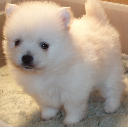Pomeranian Puppies