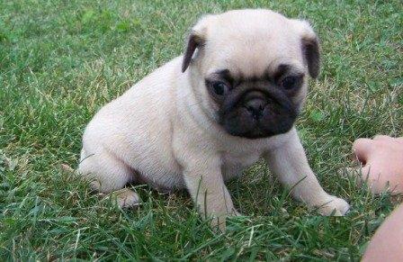 Pug Puppies For Sale