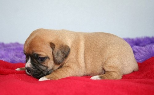 Puggle Puppies For Salke