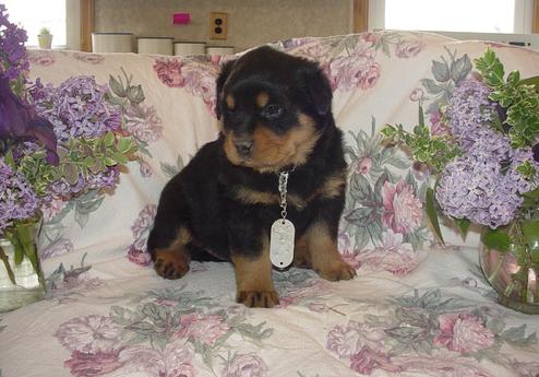 Rottweiler Puppies