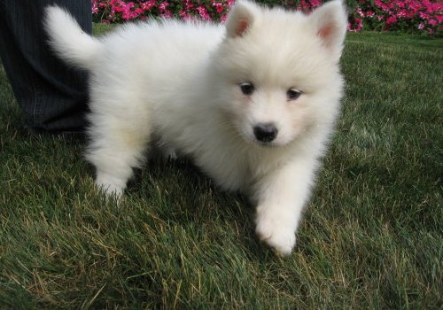 Samoyed Puppies For Sale