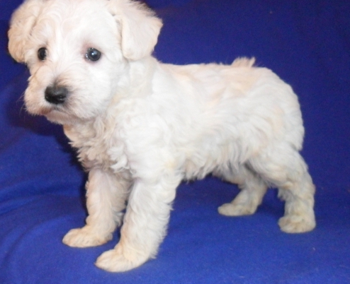 Schnoodle Puppies