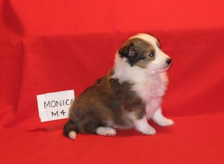 Shetland Sheepdog Puppies