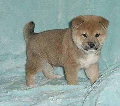 Shiba Inu Puppies