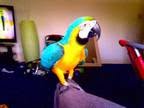 Adorable Blue And Gold Macaw Parrots For Kids