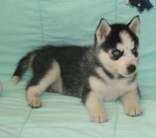 Siberian Husky Puppies For Sale