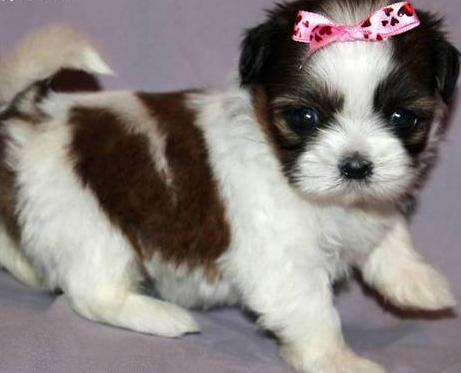 Shih Tzu Puppies