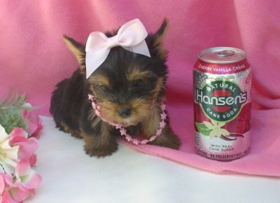 Tea Cup Yorkie Puppies For Sale