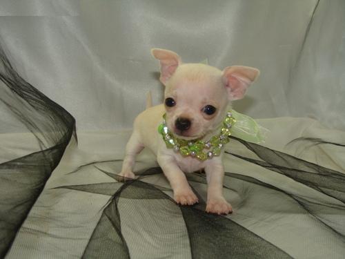 Tea Cup Chihuahua Puppies For Sale