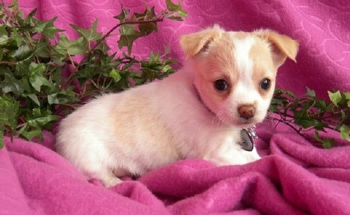 White Chihuahua Puppies