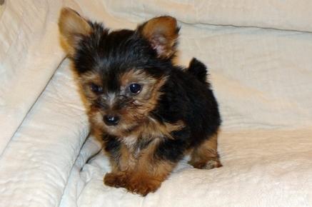 Yorkie Puppies.