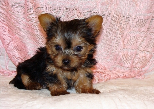 Yorkie Puppies for sale