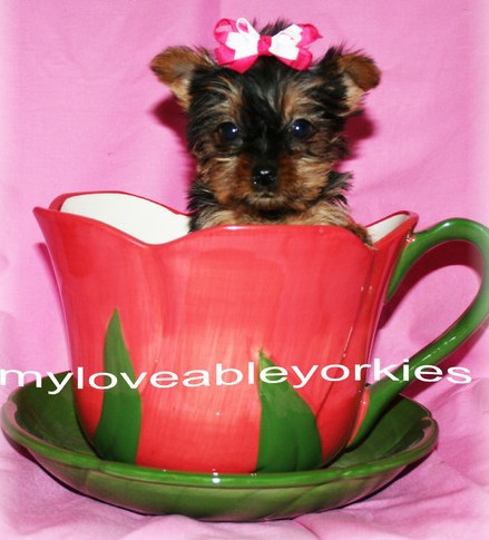 Cute and lovely male and female Yorkshire Terrier puppies ready now. !!!