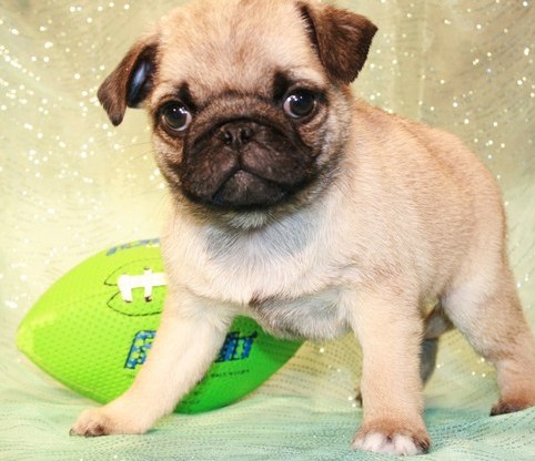 pug puppy for sale