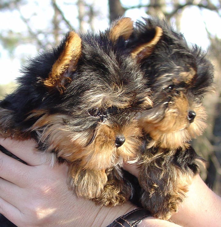 Gorgeous Male and Female yorkiePuppies Available Now