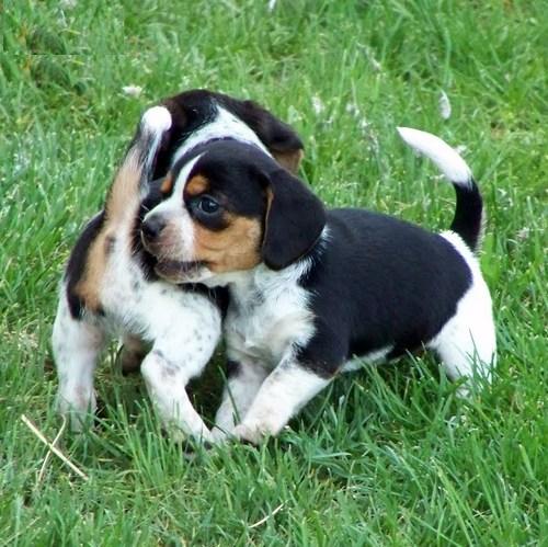 Awesome beagle puppies ready to go out now.