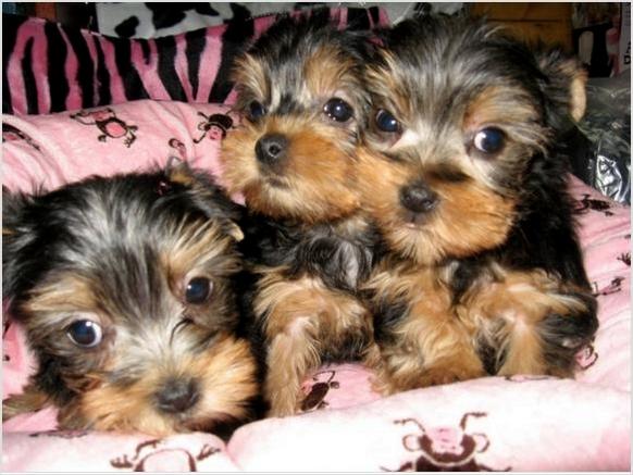 Lovely Tea Cup Yorkie Babies Ready For their new homes for adoption