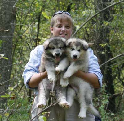 Alaskan malamute puppies