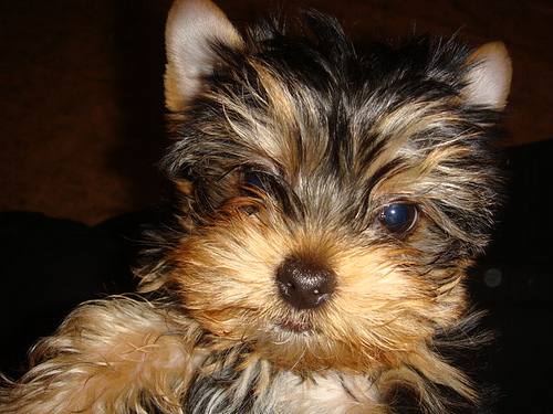 Beautiful Cute And Adorable Yorkie puppies For Adoption