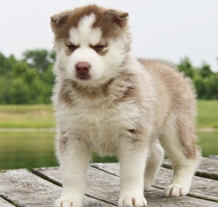 pure breed siberian husky puppies for adoption