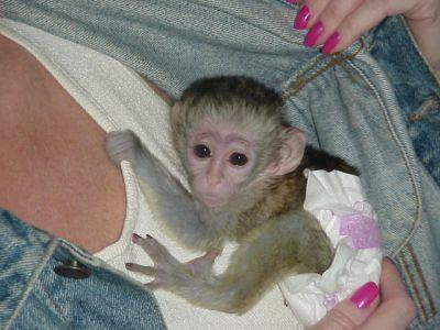 good looking capuchin monkey for adoption.