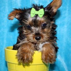 Beautiful AKC Teacup Yorkie puppies
