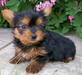 yorkie lovely puppy