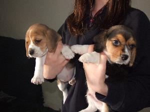 trained beagle puppies for sale to a good home