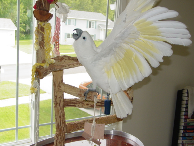 lovely umbrella cocatoo parrots for sale