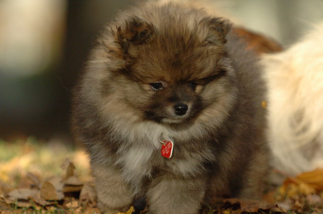 EXCELLENT POMERANIAN PUPPIES FOR ADOPTION