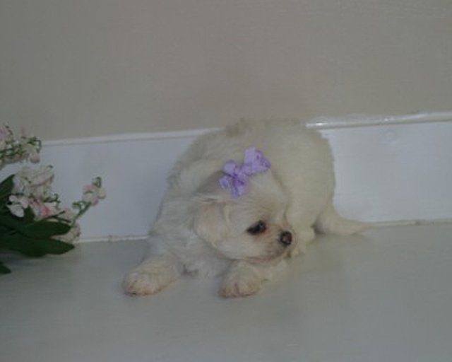maltese  puppies for sale