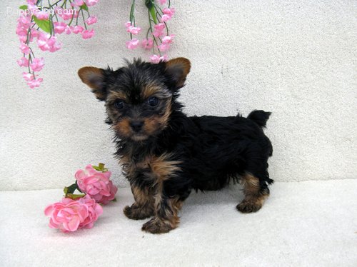 yorkie puppies
