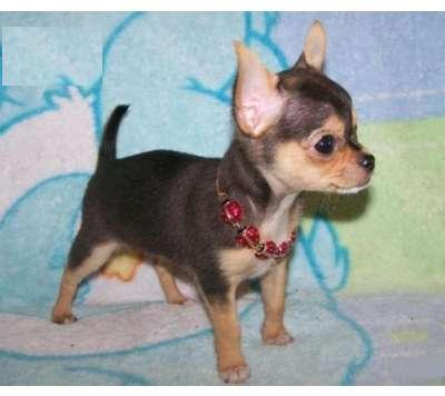 adorable chihuahua puppies for freee adoption