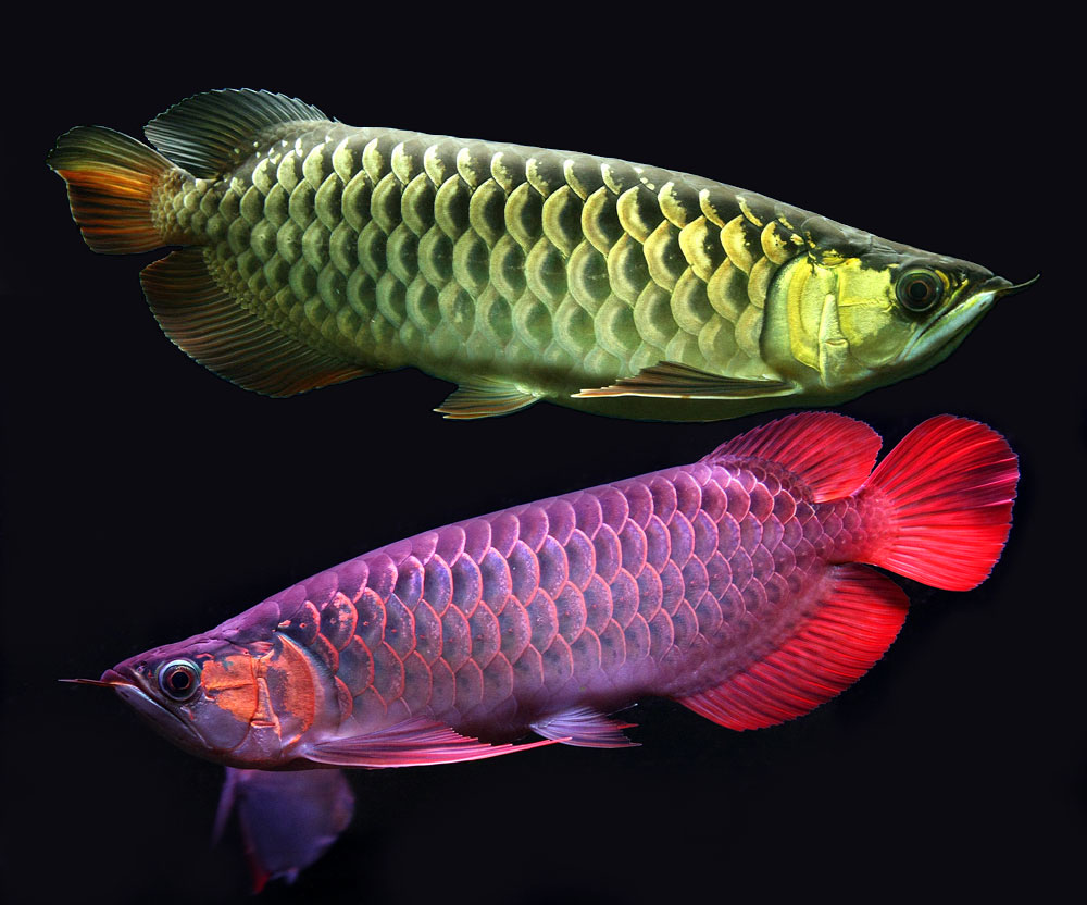 RED AROWANA FISH AND OTHERS FOR SALE