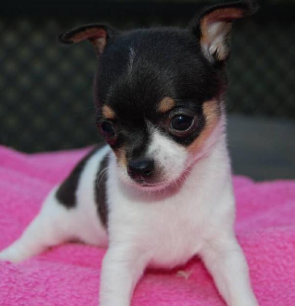 Lovely and cute chihuahua puppies to a good home