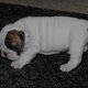 super english bull dogpuppies for free adoption