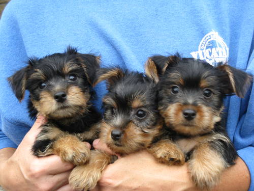Yorkshire Terrier {Yorkie} Pups
