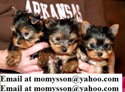 Extremely Cute Teacup Yorkshire Terrier Contact Us At momysson@yahoo.com