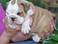 bebise fantastic English bulldogs pupise for free adopton now dont miss this optptunity to fine a go