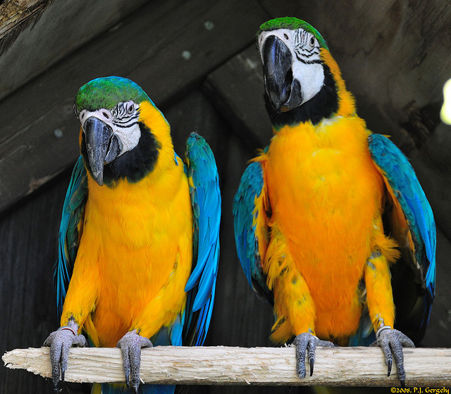 A pair of  blue and gold macaw for you