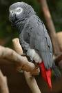 lovely and well tamed african gray parrots for adoption