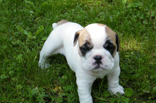 REG. English Bulldog Puppies (Price Reduced)
