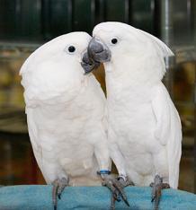 Cute talking umbrella cockatoo parrots