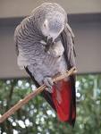 home grown and well tamed african gray parrots for sale