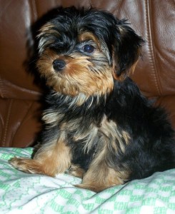 Beautiful male and female Yorkshire terrier puppies.