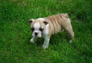 Playful male and female English Bulldog ready now.