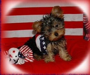 AKC registered male and female Yorkshire Terrier puppies.