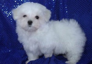 Maltese puppies.